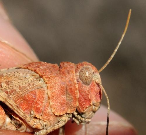 Oedipoda charpentieri