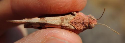 Oedipoda charpentieri