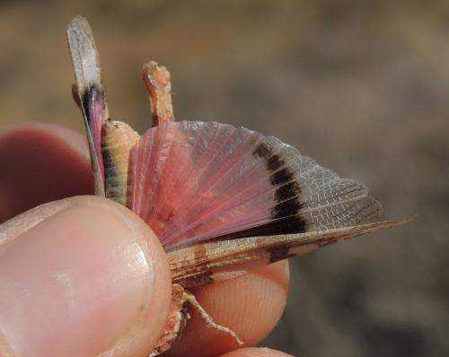 Oedipoda charpentieri
