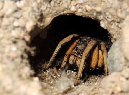 Lycosa hispanica