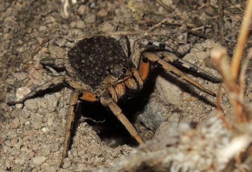 Lycosa hispanica