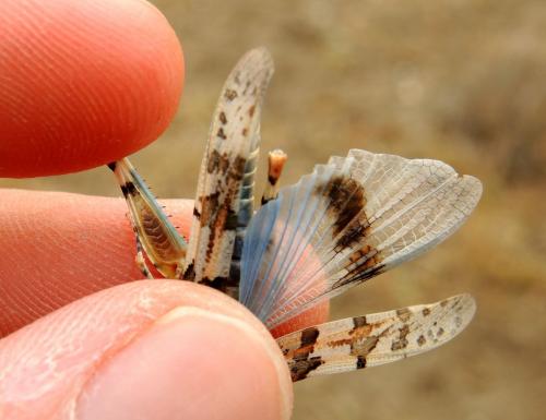Sphingonotus almeriense