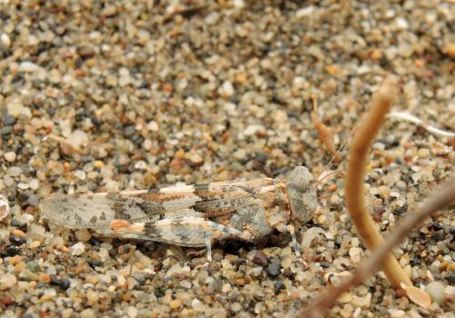 Sphingonotus almeriense