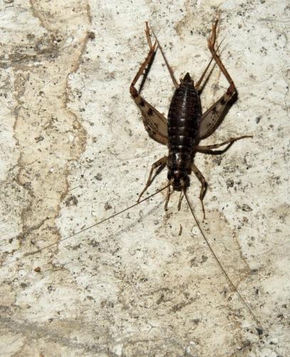 Réf. 154 354 : Gryllomorpha longicauda