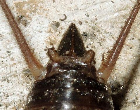 Réf. 154 356 : Gryllomorpha longicauda