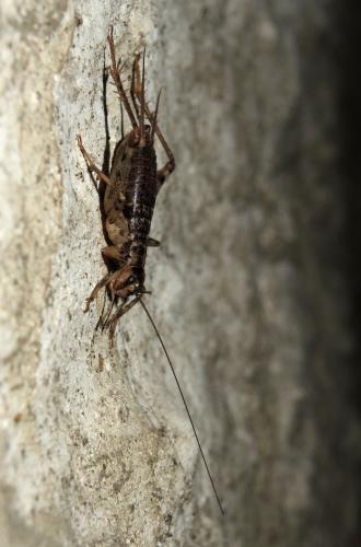 Gryllomorpha longicauda