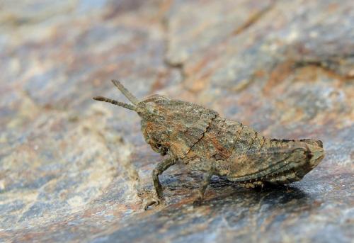 Réf. 154 363 : Eumigus sp.