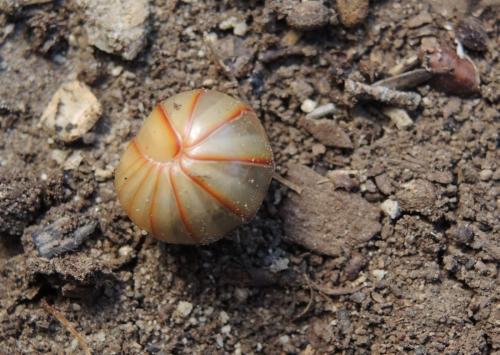 Réf. 154 022 : Glomeris marginata