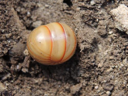 Réf. 154 026 : Glomeris marginata