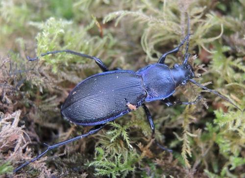 Carabus sp.