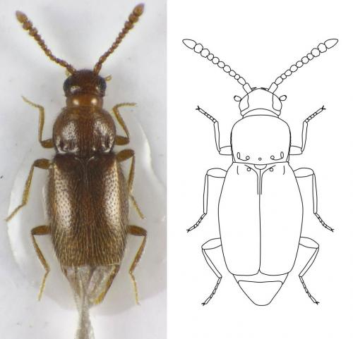 Eutheia formicetorum