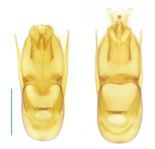Eutheia formicetorum