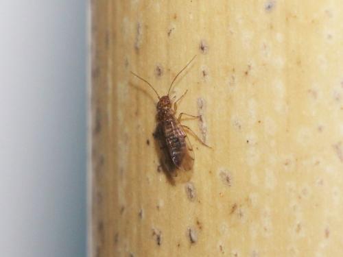 Ectopsocus briggsi