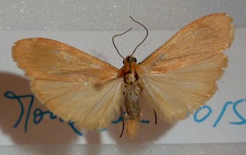 Réf. 154 671 : Eilema sororcula