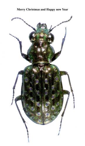 Réf. 154 772 : Elaphrus pyrenoeus