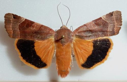 Noctua fimbriata