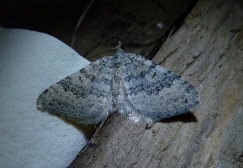 Réf. 154 743 : Scotopteryx octodurensis