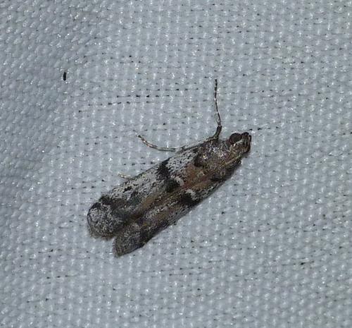 Ephestia welseriella