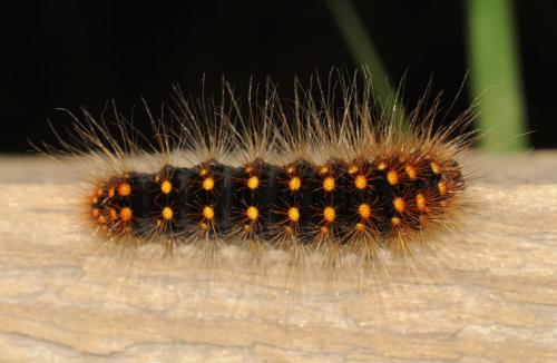 Acronicta auricoma