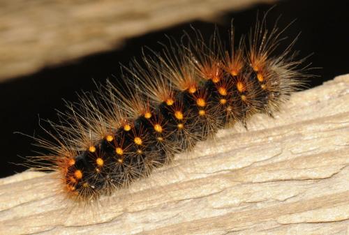 Acronicta auricoma