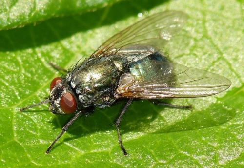 Réf. 154 400 : Eudasyphora cyanella