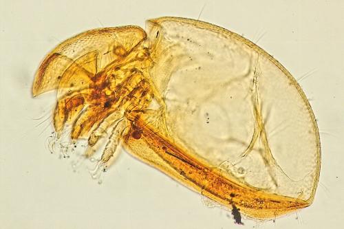 Euphthiracarus crassisetae