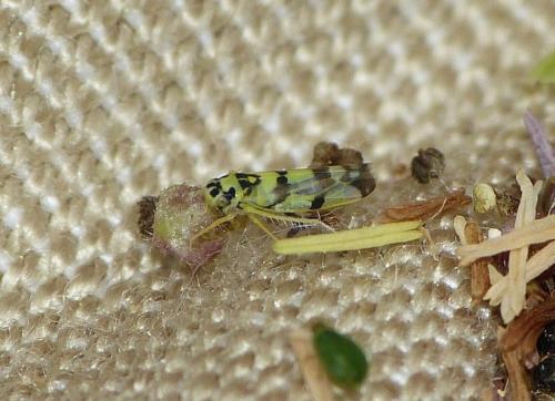 Réf. 154 188 : Eupteryx atropunctata