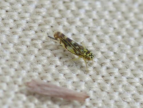Réf. 154 187 : Eupteryx urticae