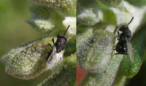 Réf. 154 750 : Eurytoma sp.