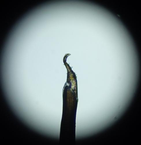 Anelasmocephalus cambridgei