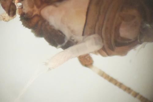 Réf. 154 274 : Nemastomella bacillifera
