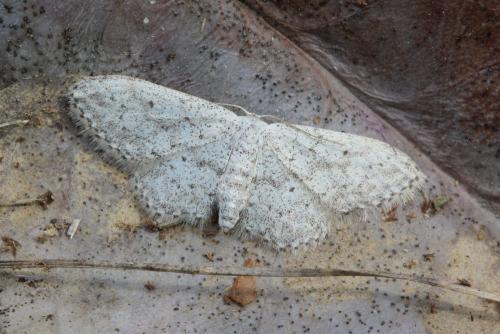 Idaea seriata