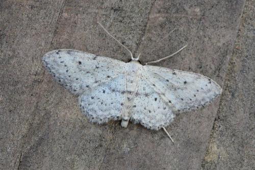 Idaea seriata
