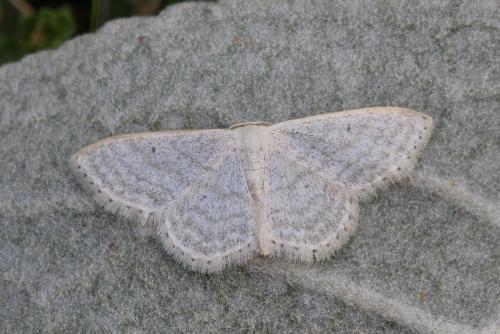 Réf. 154 640 : Idaea subsericeata