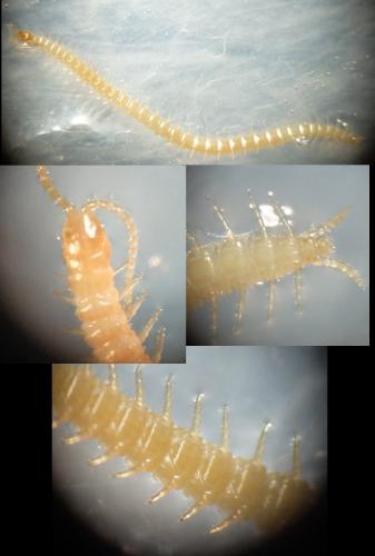 Réf. 154 114 : Geophilus truncorum