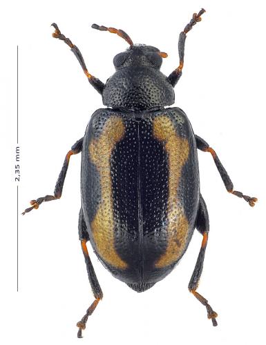 Réf. 154 361 : Phyllotreta striolata