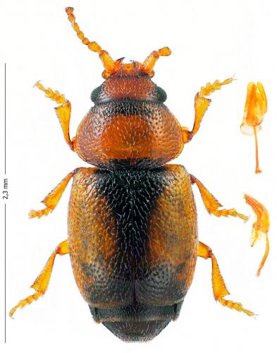 Kateretes sp.