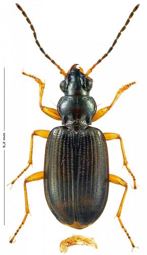 Bembidion latinum