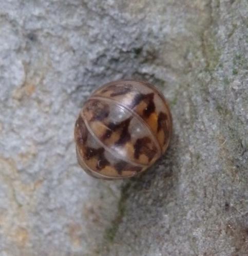Glomeris intermedia