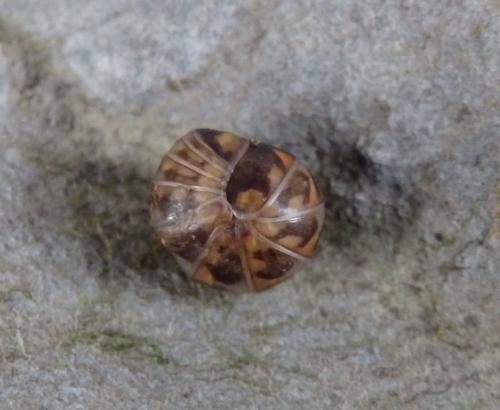 Glomeris intermedia
