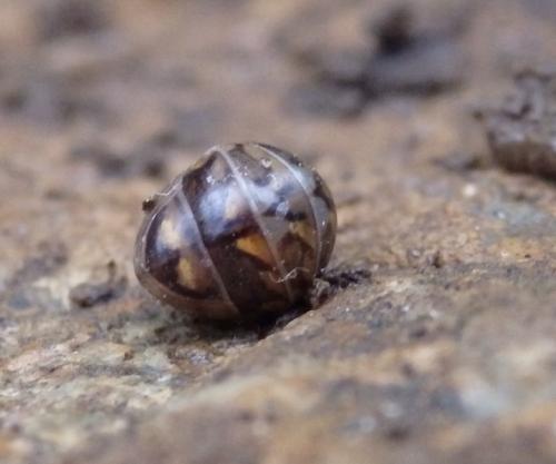 Glomeris intermedia