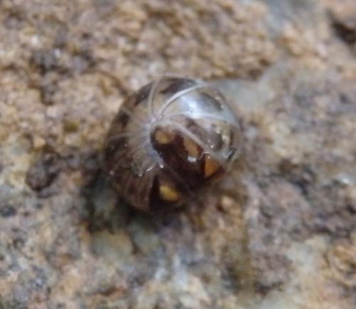 Glomeris intermedia