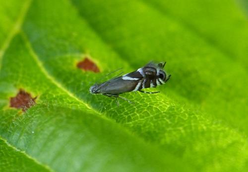 Réf. 154 190 : Glyphipterix simpliciella