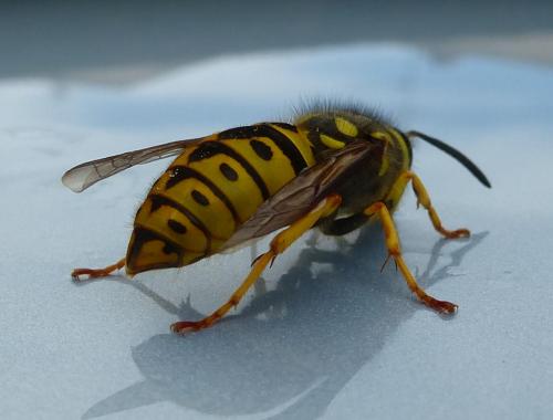 Vespula sp.