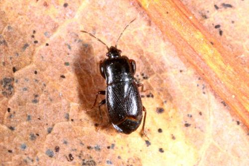 Plinthisus brevipennis