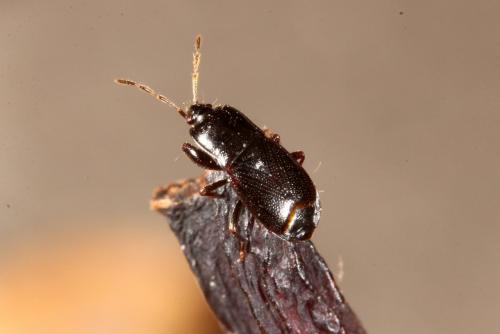Plinthisus brevipennis