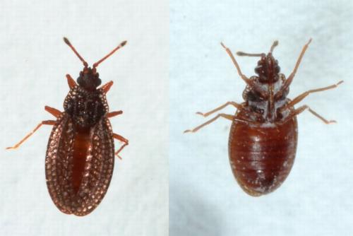 Campylosteira verna