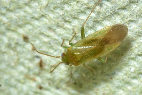 Orthotylus sp.