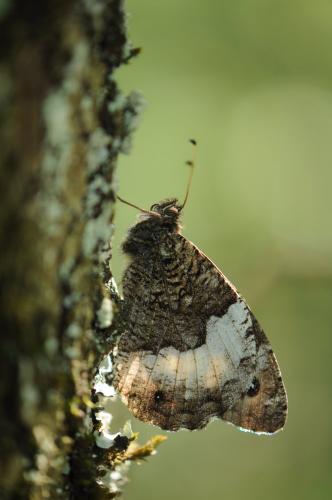 Réf. 154 890 : Hipparchia sp.