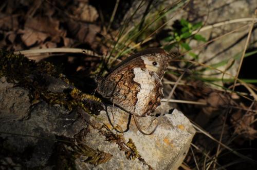 Réf. 154 938 : Hipparchia sp.